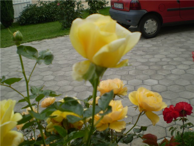 ružica